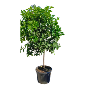 Citrus sinensis
