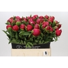 Paeonia Belgravia