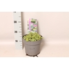 vaste planten 19 cm  Alchemilla mollis Irish Silk