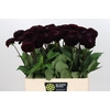 Dahlia Dark Prince