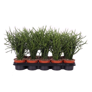 Euphorbia Tirucalli 12cm