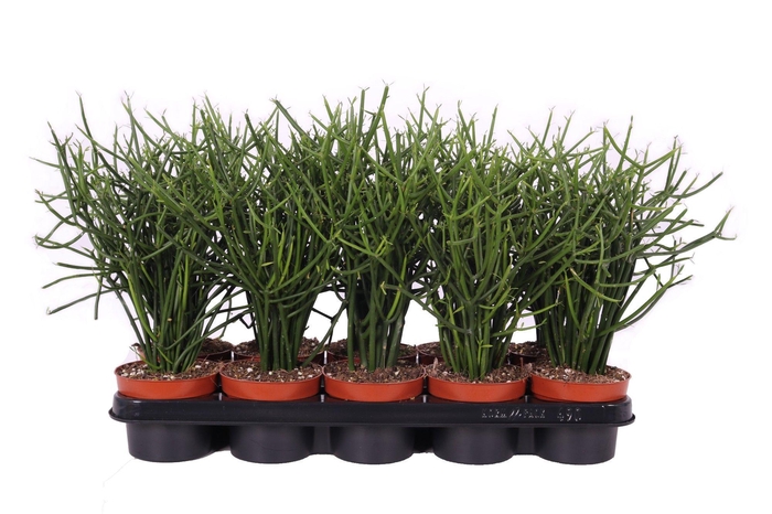 <h4>Euphorbia Tirucalli 12cm</h4>