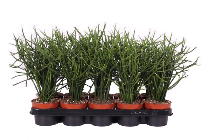 <h4>Euphorbia Tirucalli 12cm</h4>