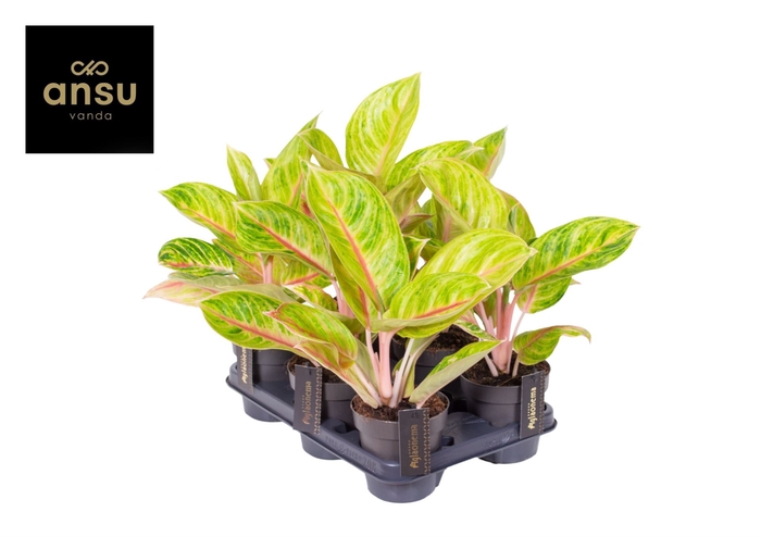 <h4>Aglaonema overig</h4>