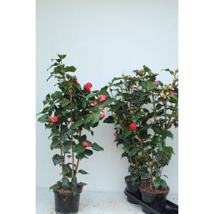 Camellia Japonica Dr. King 19Ø 90cm 15fl
