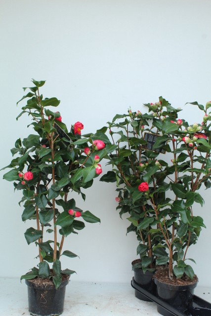 Camellia Japonica Dr. King 19Ø 90cm 15fl
