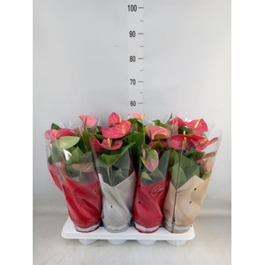 Anthurium ...mix 4