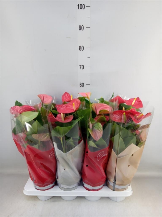 <h4>Anthurium   ...mix 4</h4>