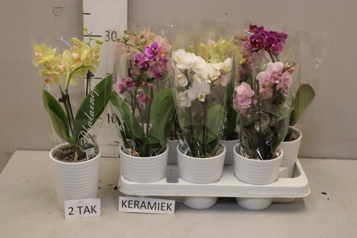 <h4>ARR PHAL MT</h4>