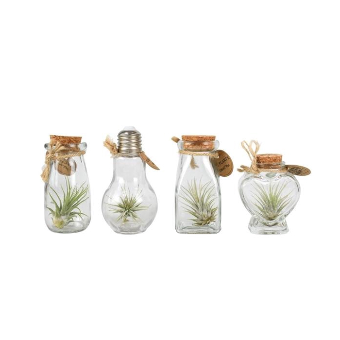 <h4>Tillandsia glas Bottle small mix</h4>