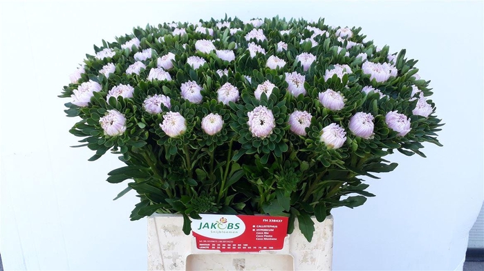 <h4>Callis Jules Pink</h4>