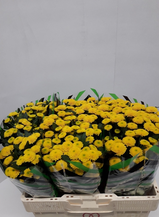 <h4>CHR S AAA AURINKO</h4>