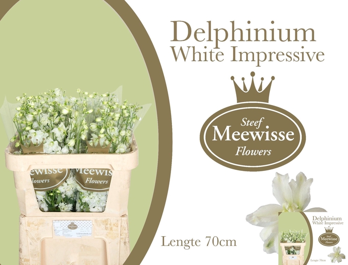 <h4>Delph Dewi Impresse White Steef Meewisse</h4>