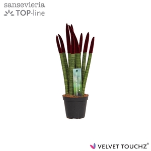 Sansevieria VELVET TOUCHZ® Bordeaux