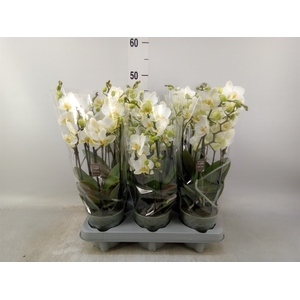 Phalaenopsis multi.   ...white
