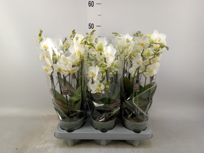 <h4>Phalaenopsis multi.   ...white</h4>