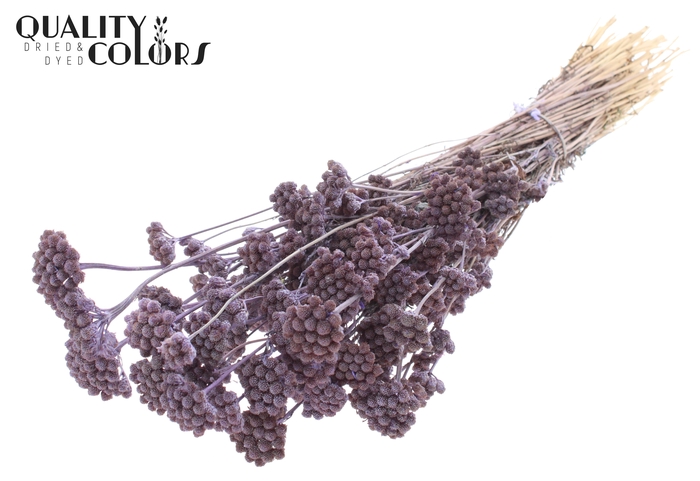 <h4>Lona per bunch Frosted Milka</h4>