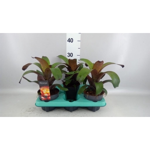 Vriesea   ...