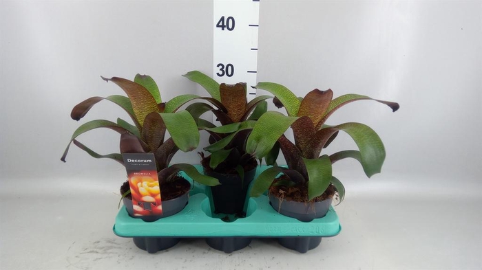 <h4>Vriesea   ...</h4>