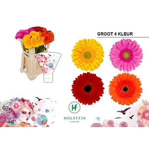 Gerbera Mix 4 kleuren Water x40