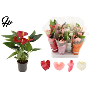 Anthurium 7 cm 4 color mix in Couture sleeve