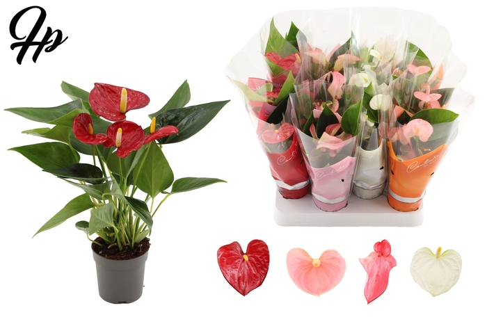 <h4>Anthurium 7 cm 4 color mix in Couture sleeve</h4>