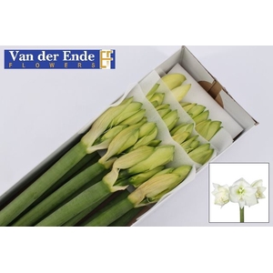 Hipp. Mont Blanc x12