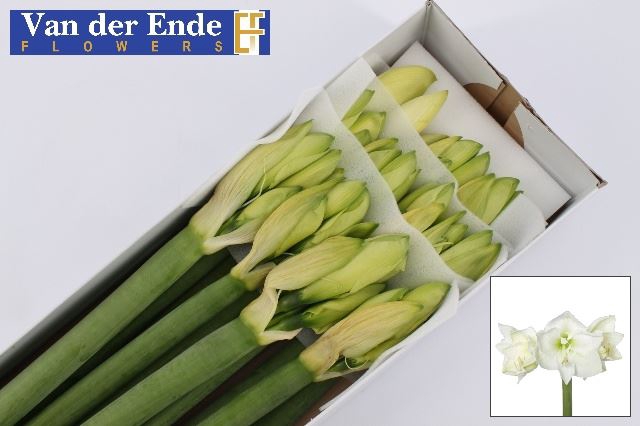 <h4>Hipp. Mont Blanc x12</h4>