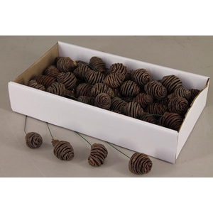 Platyspermum 10cm wr  Nat