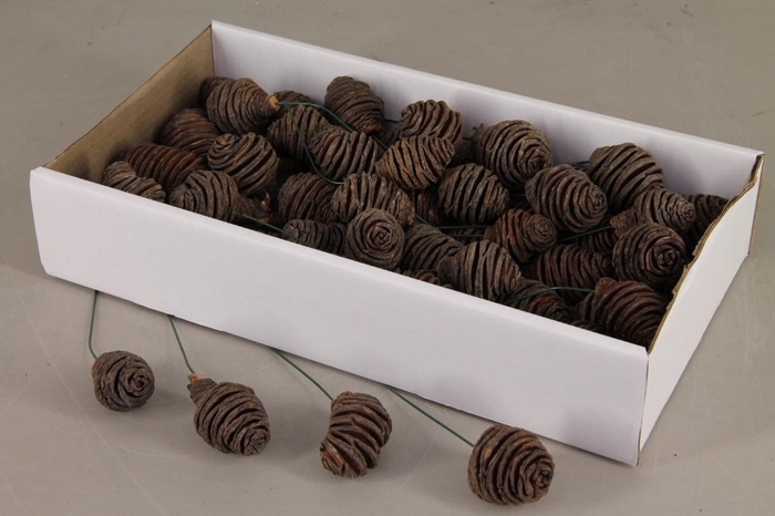 <h4>Platyspermum 10cm wr  Nat</h4>