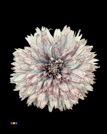 Chr G Undercover Hollandia