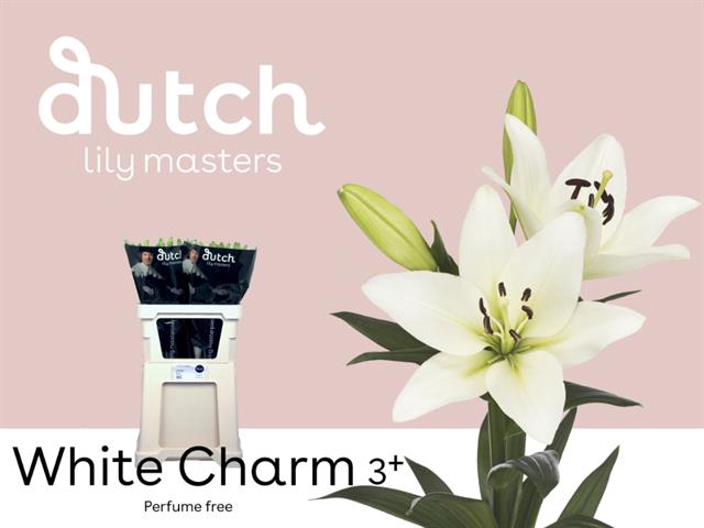 <h4>Lilium la white charm</h4>
