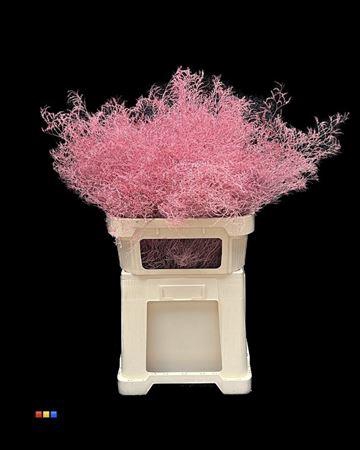 <h4>Limonium Pink</h4>