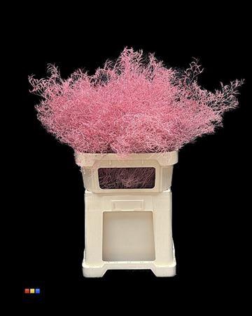 <h4>Limonium Pink</h4>