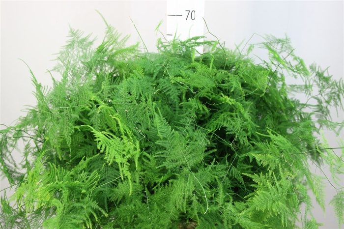 <h4>Asparagus Setaceus Middel Getopt</h4>