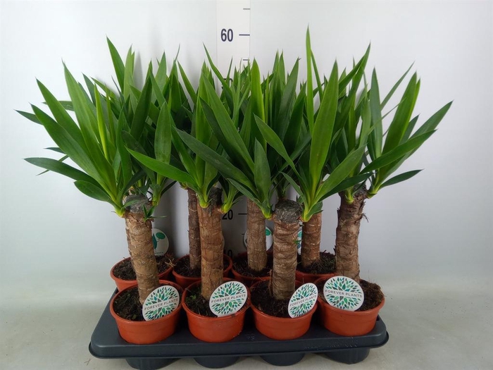 <h4>Yucca   ...</h4>