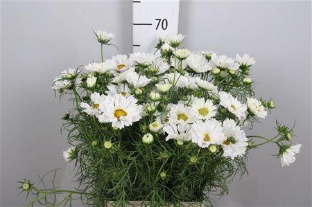 <h4>Cosmos Bipin White</h4>