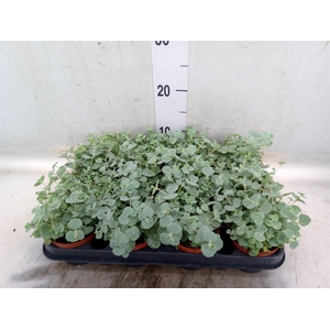Sedum sieboldii