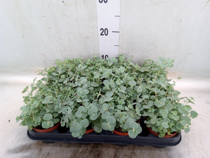 <h4>Sedum sieboldii</h4>