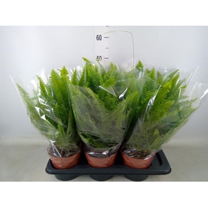 Nephrolepis exal. 'Green Lady'