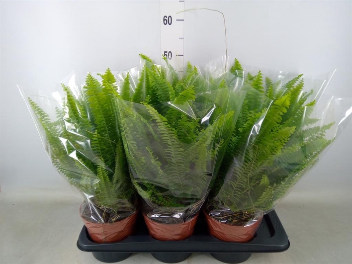 <h4>Nephrolepis exal. 'Green Lady'</h4>