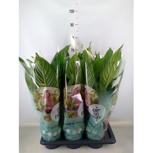 Spathiphyllum  'Bingo Cupido'