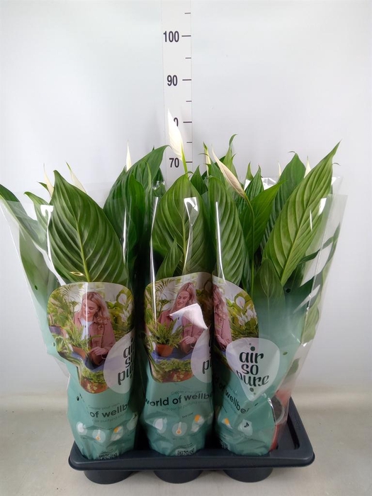 <h4>Spathiphyllum  'Bingo Cupido'</h4>