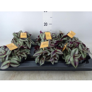 Tradescantia zebr. 'Purpusii'