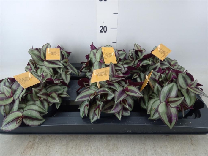 <h4>Tradescantia zebr. 'Purpusii'</h4>