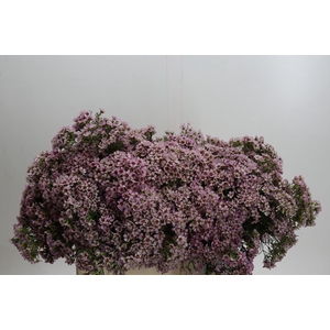 Chamelaucium Jupiter Solar