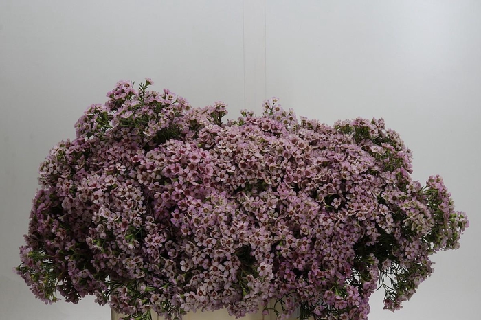 <h4>Chamelaucium Jupiter Solar</h4>