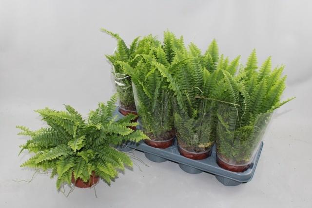 <h4>NEPHR EX GREEN LADY</h4>