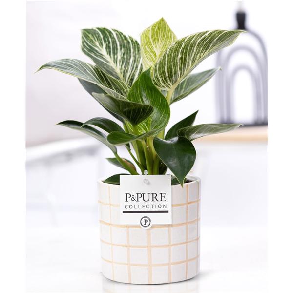 <h4>Philodendron White Wave in P&PURE Tirza ceramics</h4>