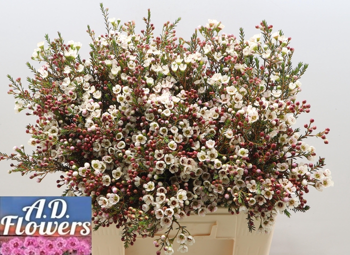 <h4>CHAME MI LIRON</h4>